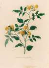 Jasminum heterophyllum