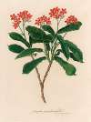 Jatropha panduraefolia