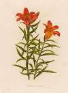 Lilium croceum