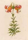 Lilium superbum