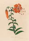 Lilium tigrinum