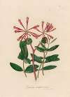 Lonicera sempervirens