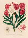 Nerium Oleander flore simplici et pleno