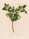 Pittosporum Sinense