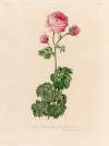 Rosa bipinnata flore pleno