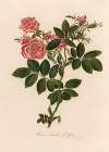 Rosa Lucida fle. pleno