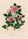 Rosa Thea et variet