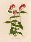 Spigelia marilandica