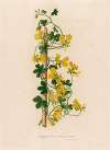 Trapaeolum peregrinum