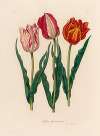 Tulipa Gesneriana