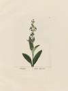 Salvia officinalis