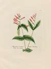 Spigelia Marylandica