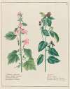 Althaea officinalis … [and] Bardana