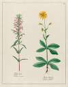 Melissa Turcica … [and] Arnica officinalis