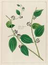 Smilax Sassaparilla