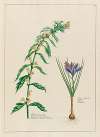 Hyosciamus niger … [and] Crocus Sativus