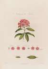 Anatomy of the Kalmia