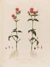 The Two-housed Lychnis