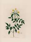 Jasminum, The Jasmine