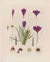 Anatomy of the Crocus