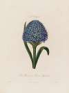 Scilla Peruviana ; or Peruvian Hyacinth