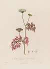 Aethusa Cynapium ; or Fool’s Parsley.