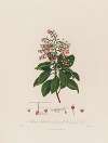 Arbutus Andrachne ; or Oriental Strawberry Tree