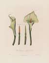 Calla Ethiopica, or African Calla