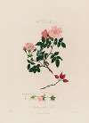 The Dog Rose. Anatomy of the Rose