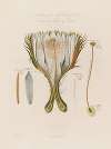 Anatomy of the Night-blowing Cereus;  or Cactus Grandiflora of Linnaeus