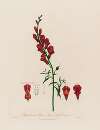 Antirrhinum Major ; or Great Snap Dragon