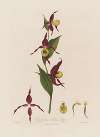 Cypripedium, Ladies Slipper