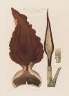 Anatomy of the Dragon Arum. A poisonous Plant