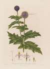 Echinops spaerocephalus ; or Great Globe Thistle