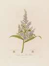 Veratrum album, or White Hellebore