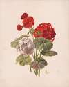 Geranium, no. 5