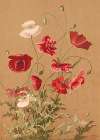 Poppies