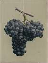 Prize black Alicante grapes