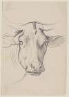 Head of a cow
