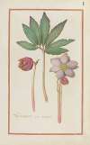 Helleborus verus theoprastii