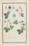 Hepatica trifolia