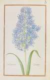 Hyacinthus comosus