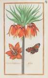 Corona imperialis maior