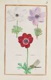 Anemones simples