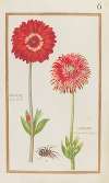 Anemone pavot double; Anemone maxima polientos Calcedonica