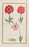 Anemone double lierre ; anemone double incarnadine ; anemone simple variée