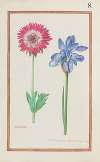 Anemone ; iris bisantina angustifolia peramena