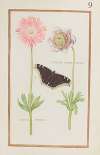 Anemone blanche double ; anemone superisse