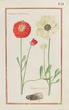 Ranonculus tripolitanus ; ranonculus asiaticus
