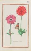 Anemones doubles